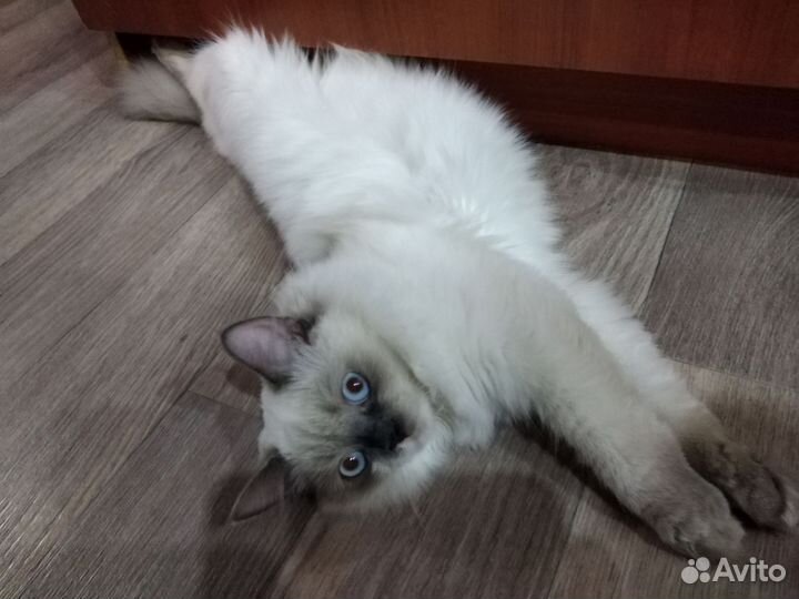 Гималайская кошка