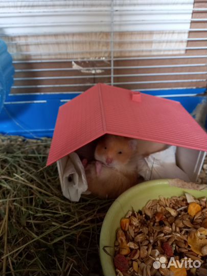 Хомяки сирийские и джунгарские