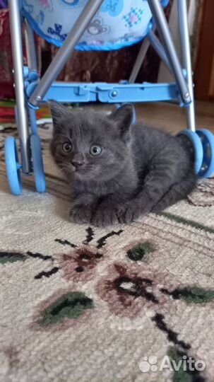 Кошка в дар бесплатно