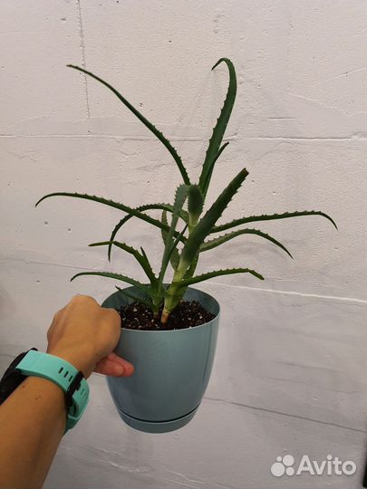 Алоэ бесплатно