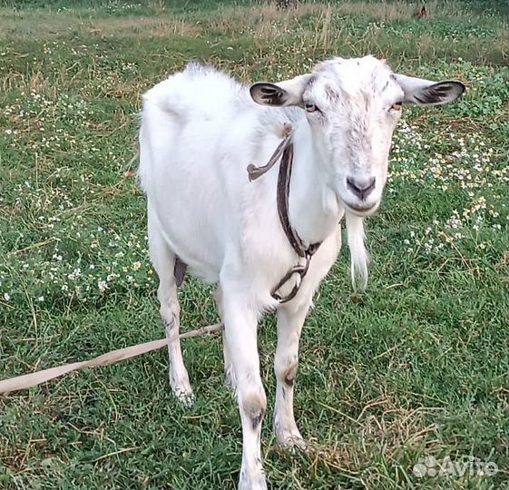 Котная коза и два козленка (девочки), продажа