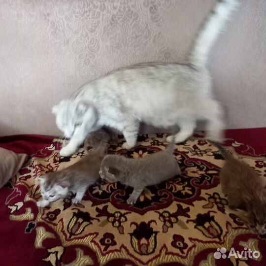 Шотландские котята