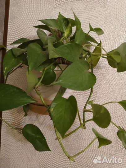 Филодендрон