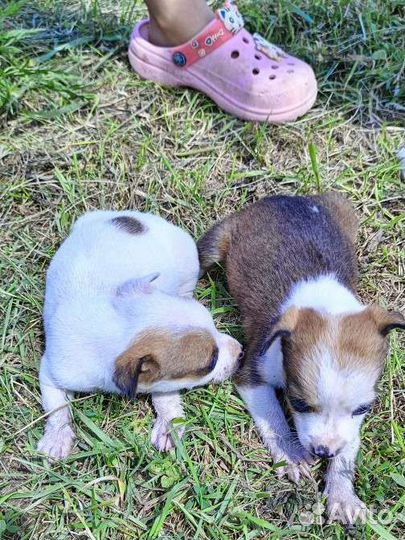 Маленькие собачки щенята
