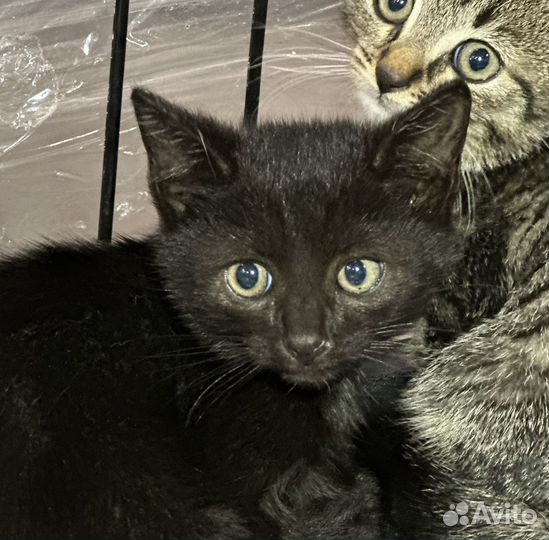 Котенок кошка кот черная в добрые руки бездомная