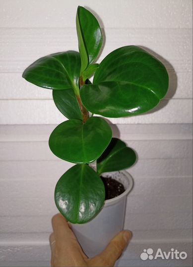 Пеперомия туполистная и перескиелистная