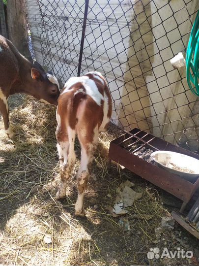 Телята. Тëлки