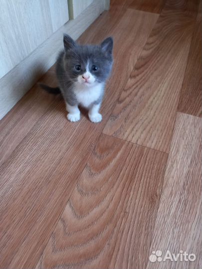 Кошка в дар бесплатно