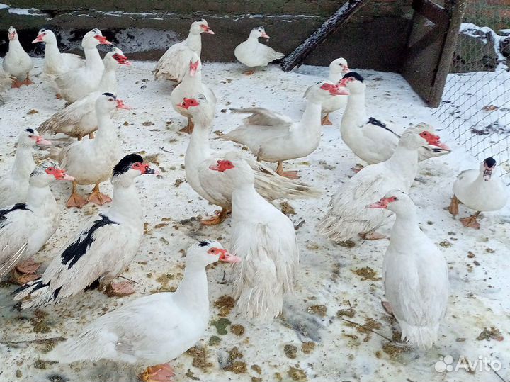 Индоутки(Мускусные утки)