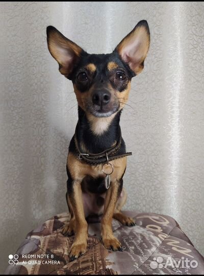 Вязка той-терьер, вязка собак