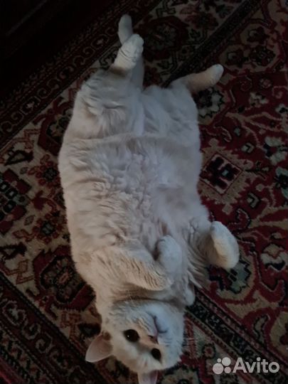 Кот и кошка