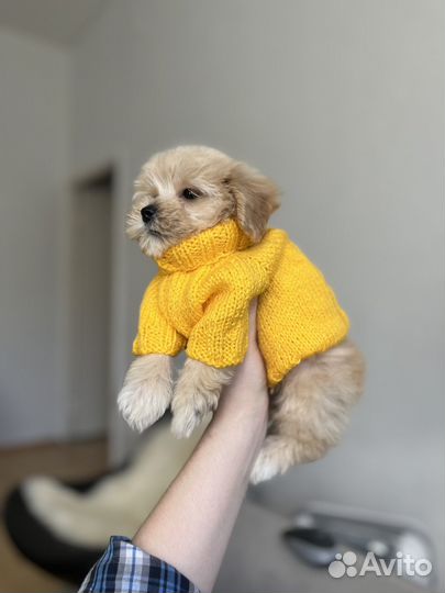 Мальтипу f1 мини