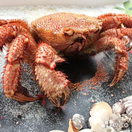 Камчатский краб, конечности, стригун, раки