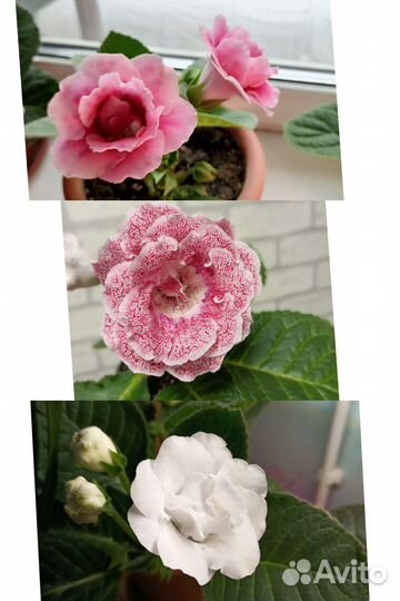 Листочки глоксинии