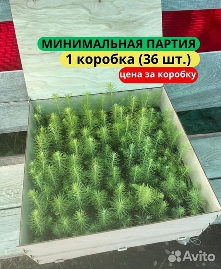 Сеянцы ели европейской зкс