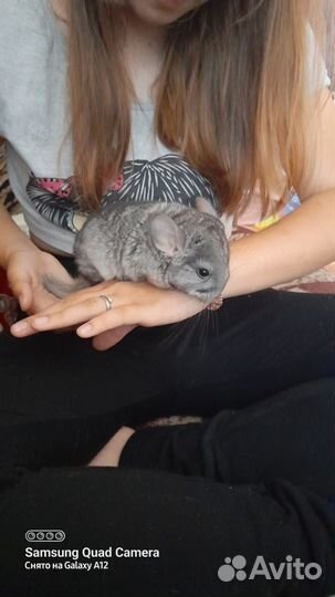 Шиншиллы с клеткой