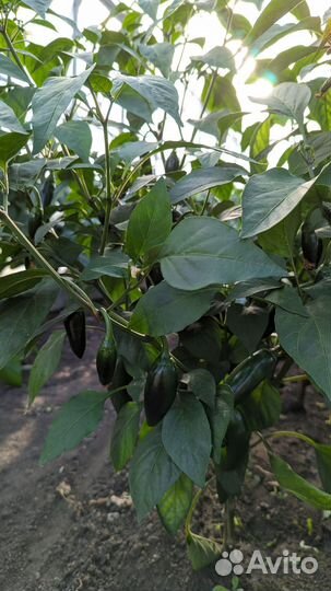 Халапеньо семена перца