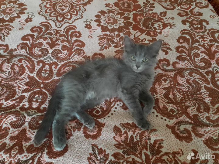 Котята милашки