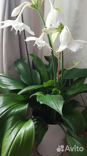 Эухарис амазонская лилия