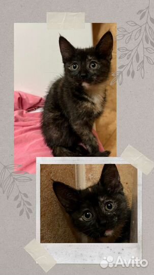 Ласковый котенок в добрые руки