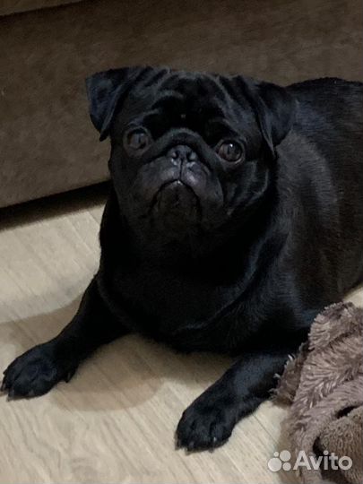 Сексуальная шоколадка ищет девочку для вязки