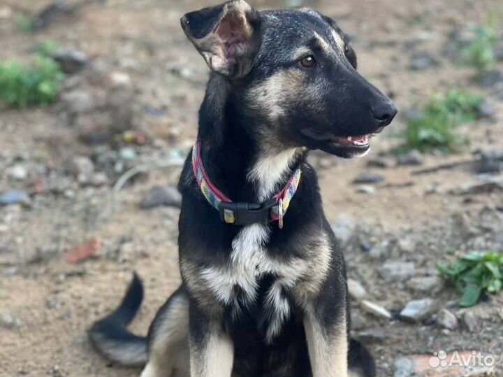 Восточноевропейская овчарка метис