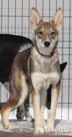 Собака 8 месяцев