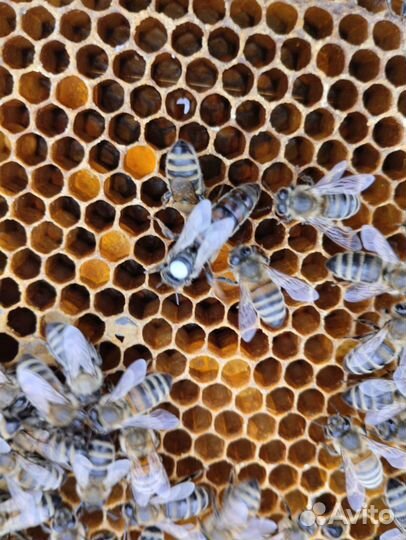 Пчелопакеты и матки Карника Скленар, Бакфаст