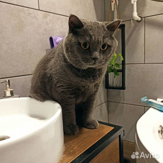 Котик Сеня в добрые руки