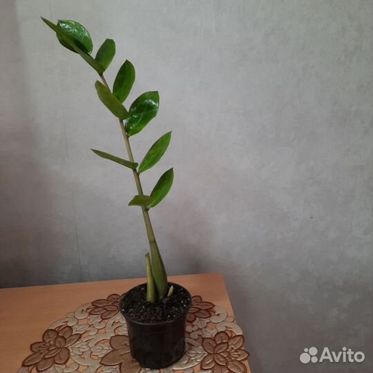 Продам Замиокулькас