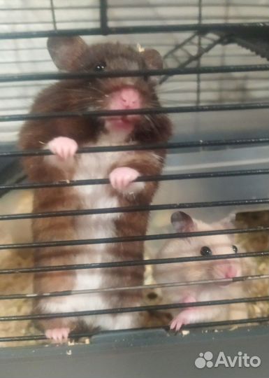 Сирийский хомяк