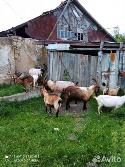 К. Р. С, 40 голов, рассматриваю обмен на авто