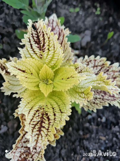 Колеусы вегетативных сортов