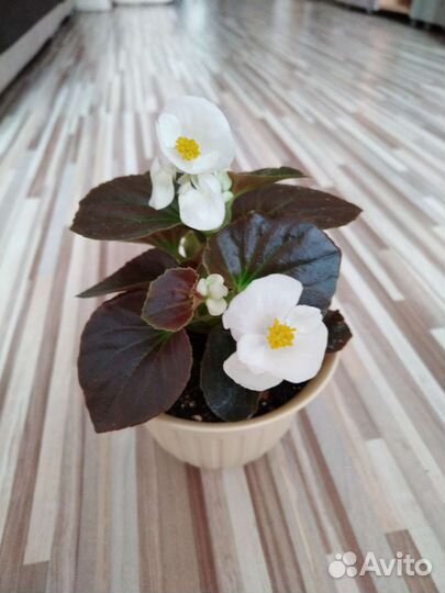 Бегония вечноцветущая махровая