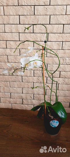 Орхидея фаленопсис