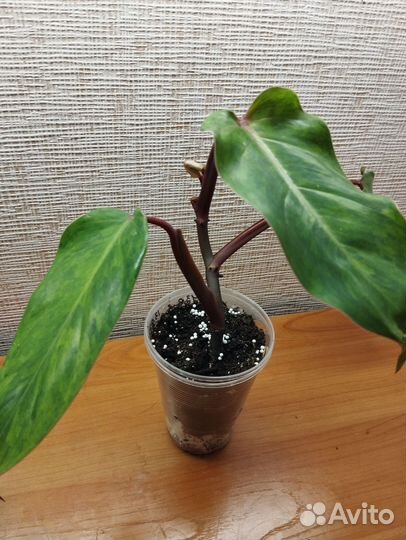 Филодендроны