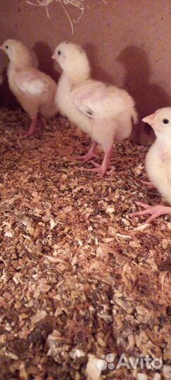 Бройлер кооб500/рос308