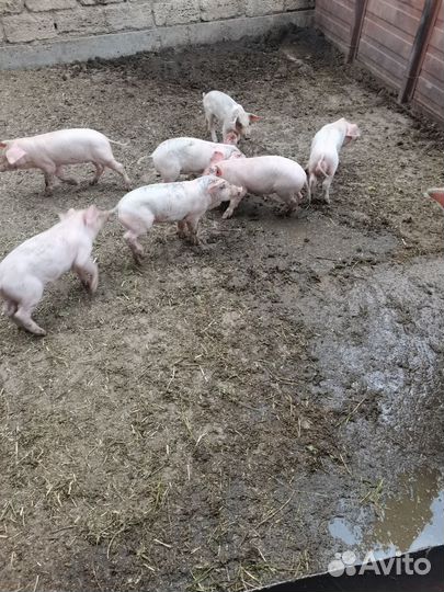 Поросята породы ландрас