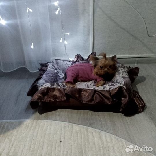 Йоркширский терьер мини