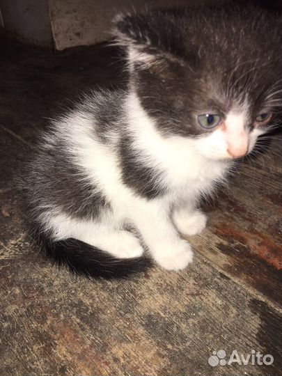 Отдам котят