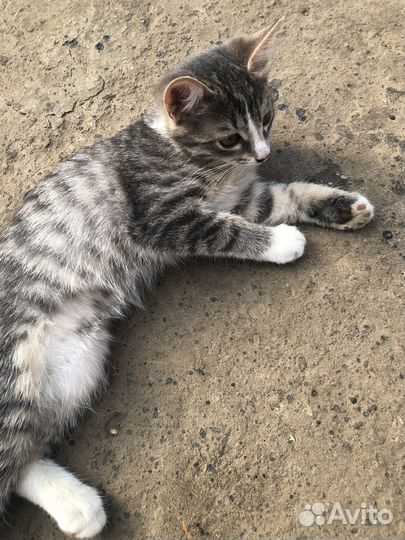 Котята в добрые руки мальчик и девочка