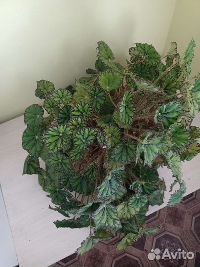 Бегония не цветущая