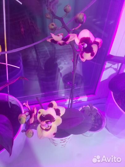 Орхидея фаленопсис