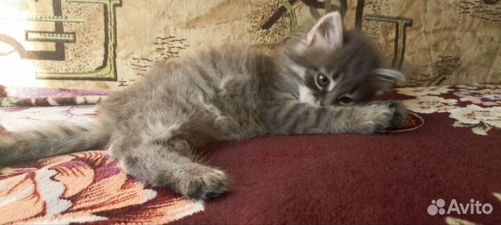 Кошка в дар тульский