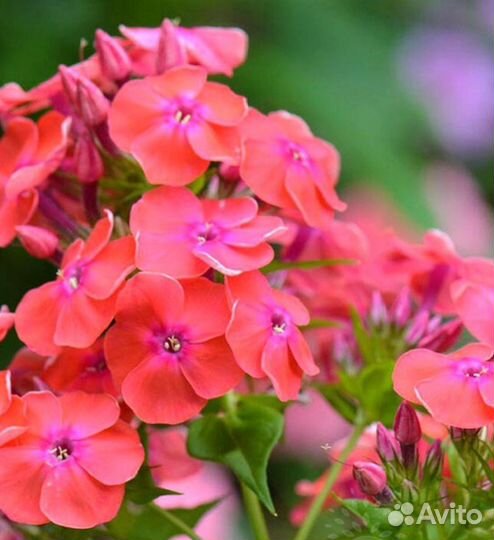 Флоксы сортовые