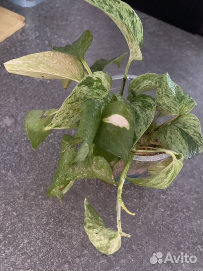 Эпипремнум золотистый и марбл квин