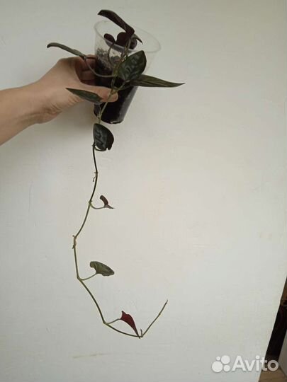 Сингониум эритрофиллум