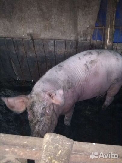 Услуги хряка