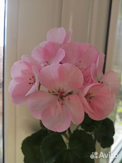 Цветы комнатные