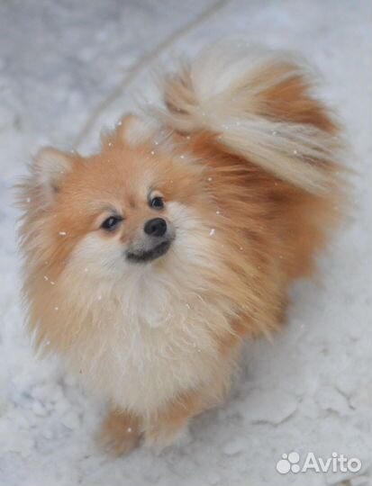 Взрослая девочка шпиц